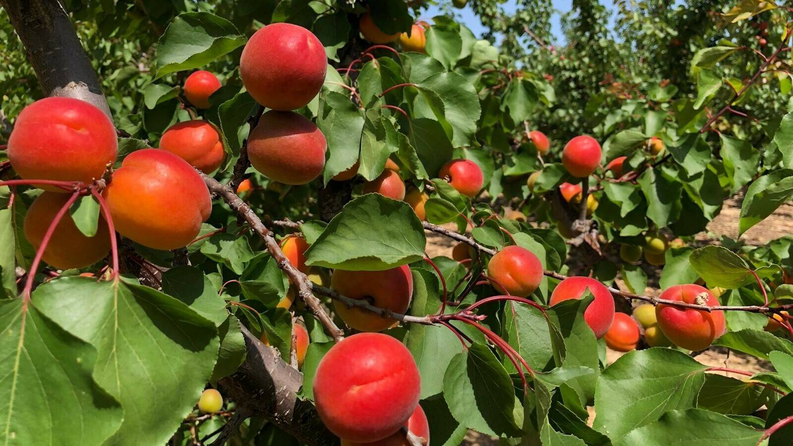 Fruta de Hueso Murcia